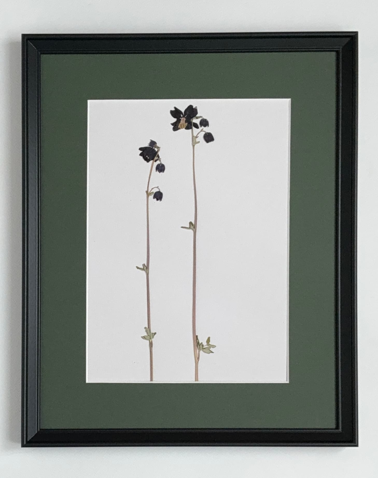 Herbarium №4