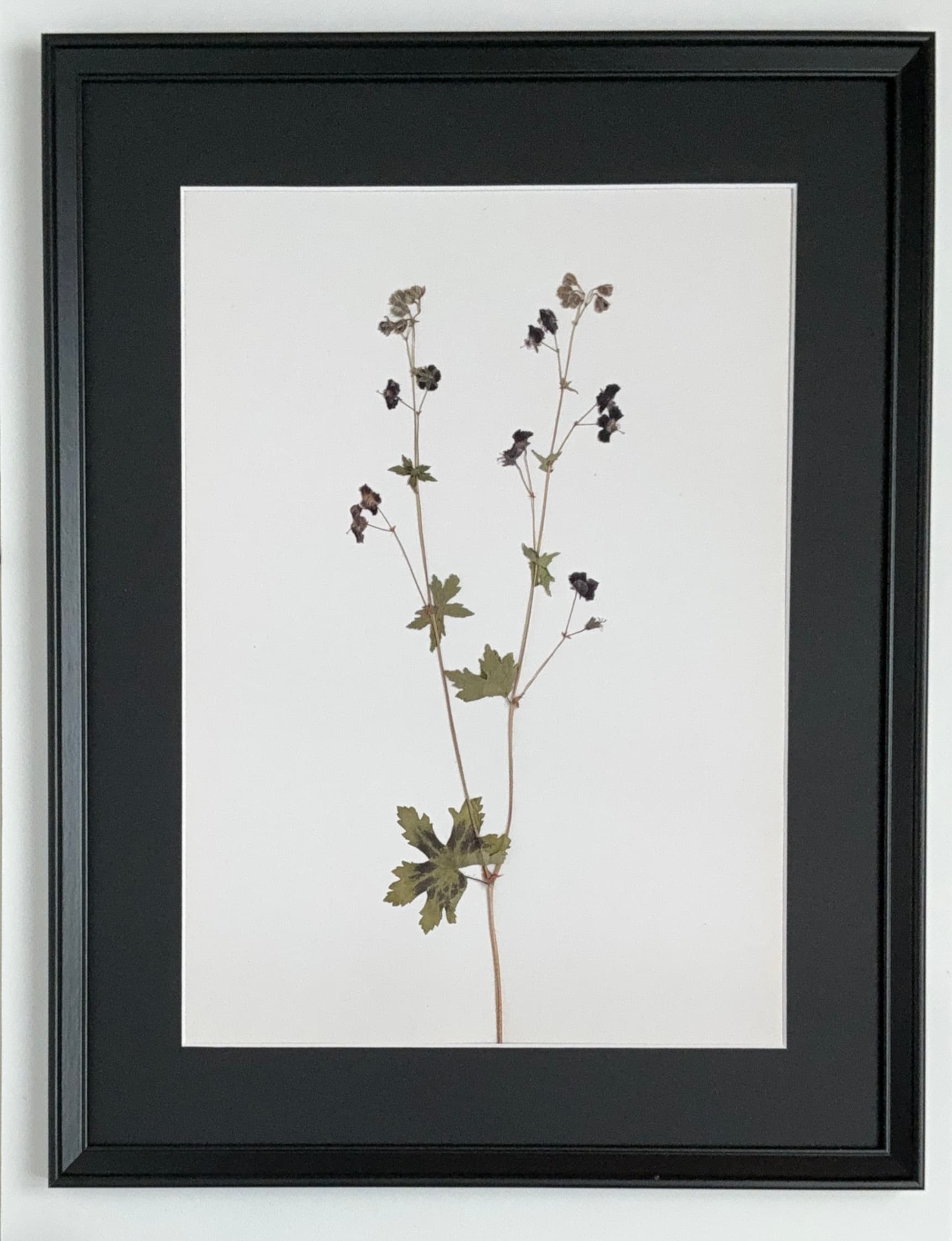 Herbarium №5