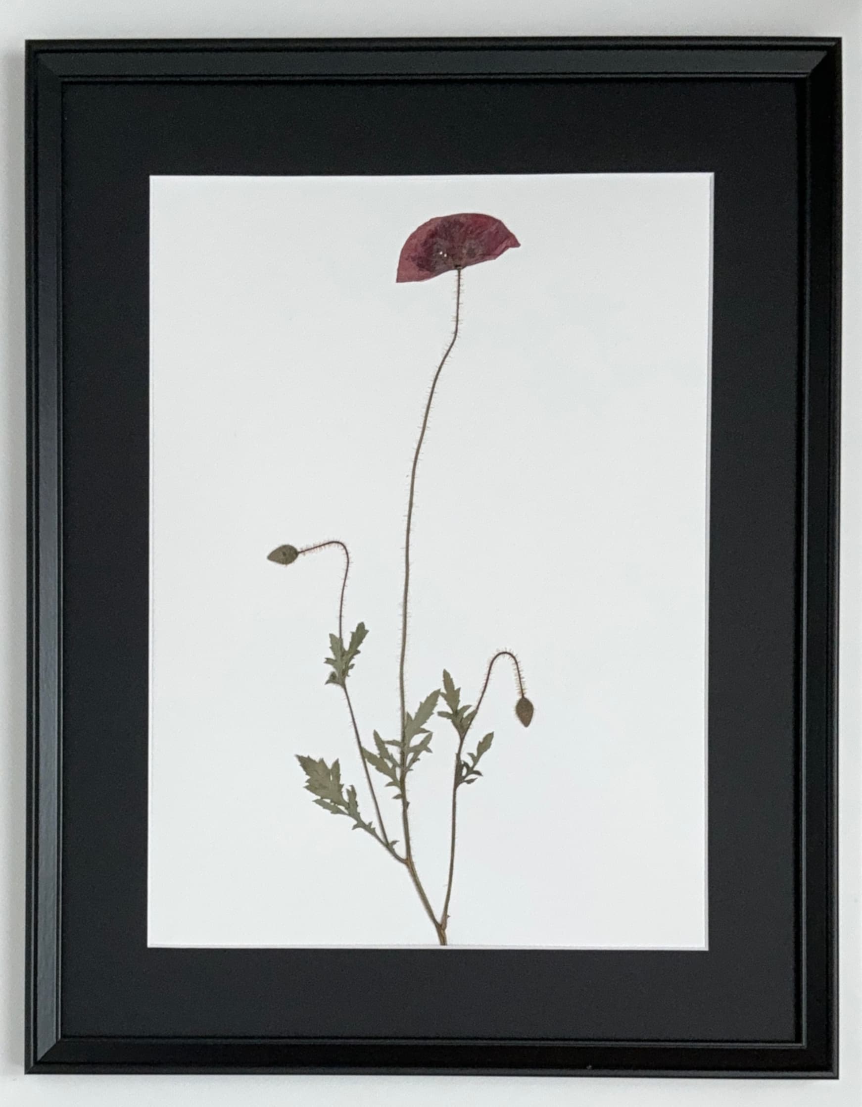 Гербарий №7