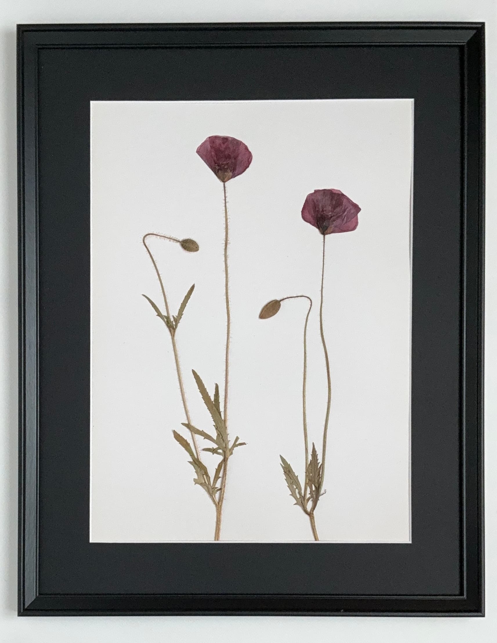 Гербарий №9